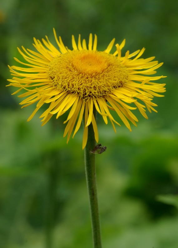 telekia ozdobná -  kolotočník ozdobný Telekia speciosa (Schreb.) Baumg.