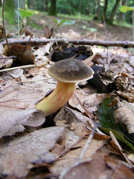 suchohríbnik zamatový Xerocomellus pruinatus (Fr. & Hök) Šutara