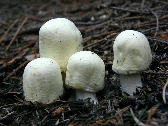 pečiarka ovčia Agaricus arvensis Schaeff.