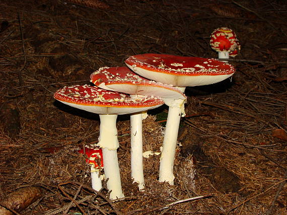 muchotrávka červená Amanita muscaria (L.) Lam.