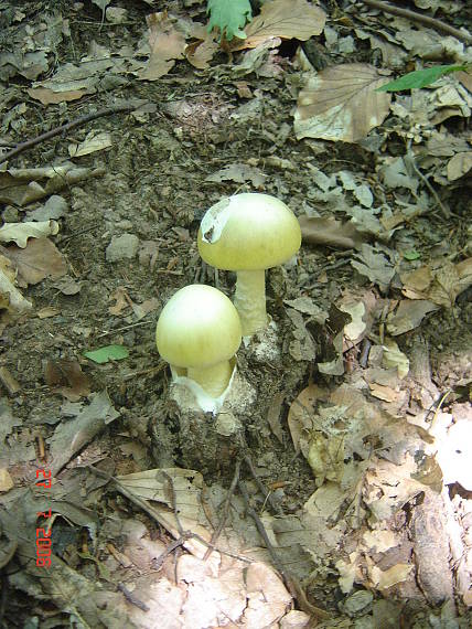 muchotrávka zelená Amanita phalloides (Vaill. ex Fr.) Link