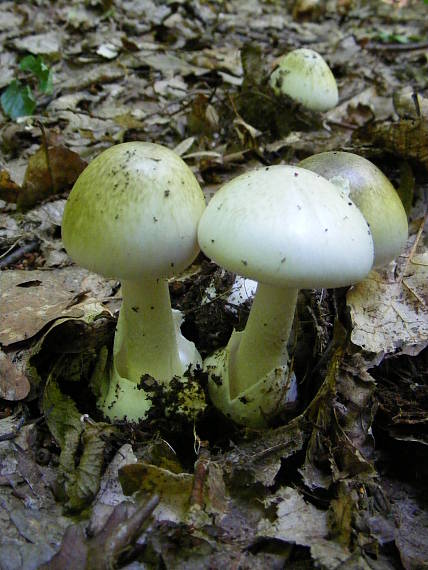 muchotrávka zelená Amanita phalloides (Vaill. ex Fr.) Link