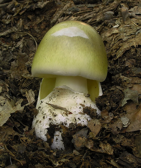 muchotrávka zelená Amanita phalloides (Vaill. ex Fr.) Link