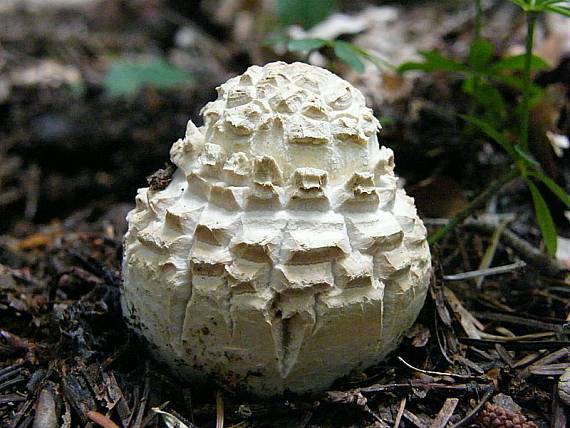 muchotrávka kráľovská Amanita regalis (Fr.) Michael