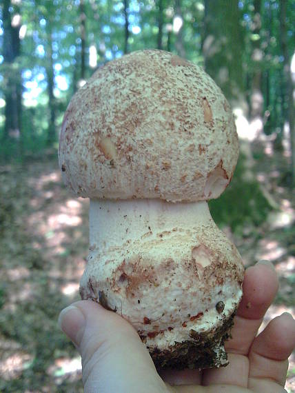 muchotrávka červenkastá Amanita rubescens Pers.