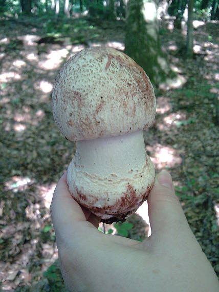 muchotrávka červenkastá Amanita rubescens Pers.