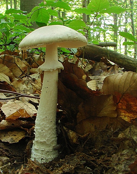 muchotrávka   Amanita sp.