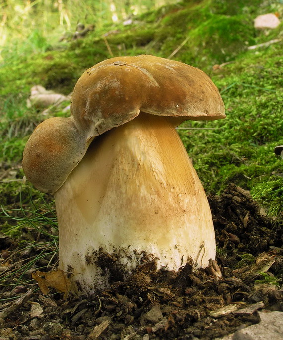 hríb bronzový Boletus aereus Bull. ex Fr.