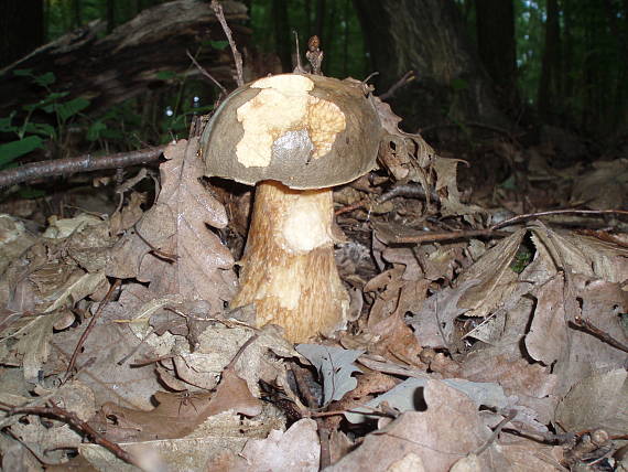 hríb bronzový Boletus aereus Bull. ex Fr.