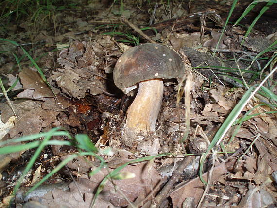 hríb bronzový Boletus aereus Bull. ex Fr.