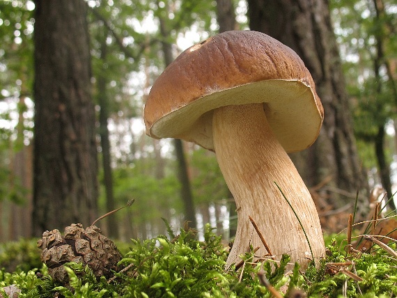 hríb smrekový Boletus edulis Bull.