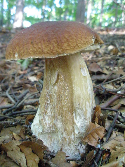 hríb smrekový Boletus edulis Bull.