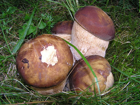 hríb smrekový Boletus edulis Bull.