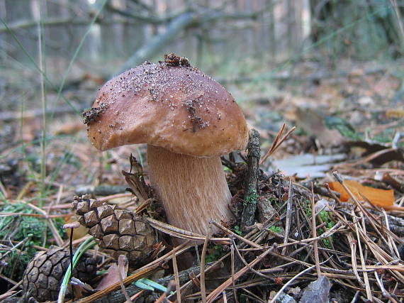 hríb smrekový Boletus edulis Bull.