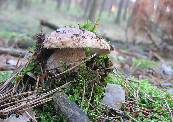 hríb smrekový Boletus edulis Bull.