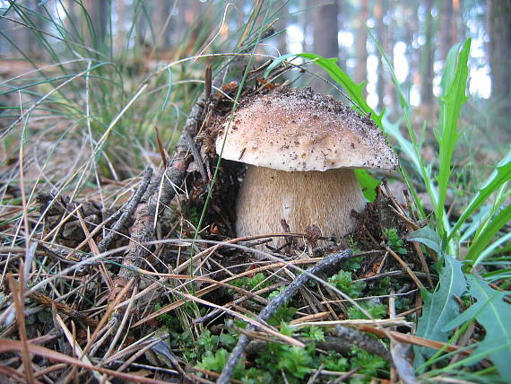 hríb smrekový Boletus edulis Bull.