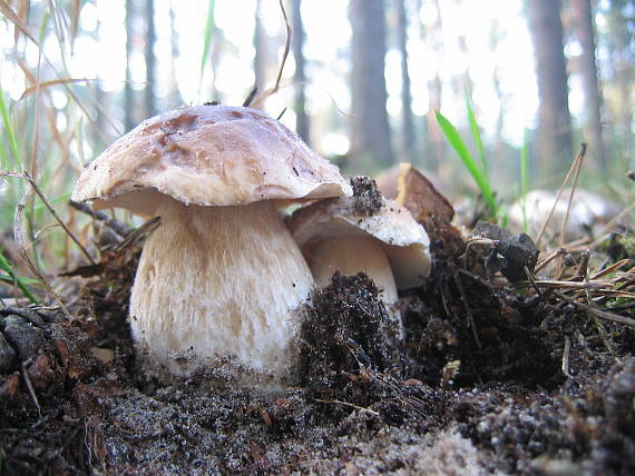 hríb smrekový Boletus edulis Bull.