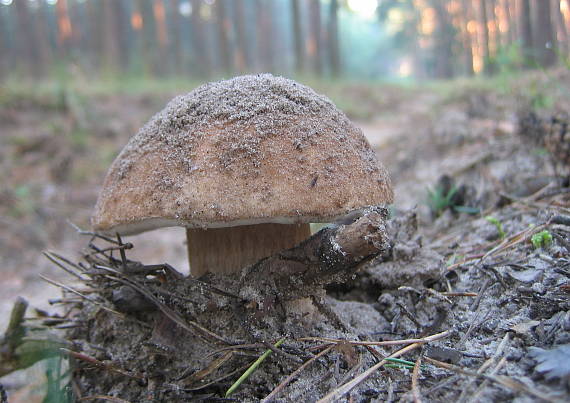 hríb smrekový Boletus edulis Bull.