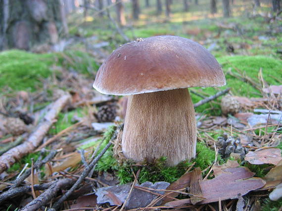 hríb smrekový Boletus edulis Bull.