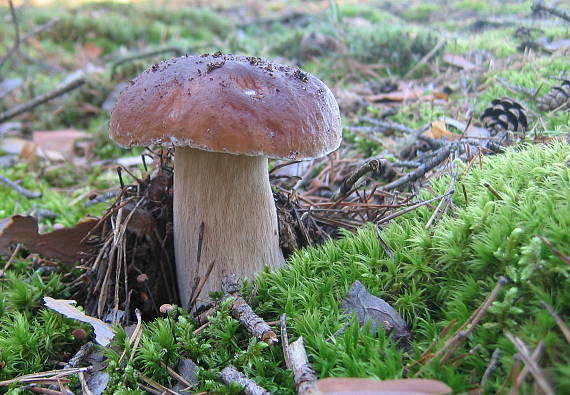 hríb smrekový Boletus edulis Bull.