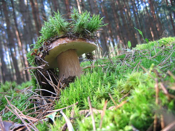 hríb smrekový Boletus edulis Bull.