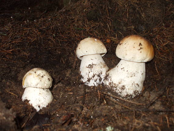 hríb smrekový Boletus edulis Bull.