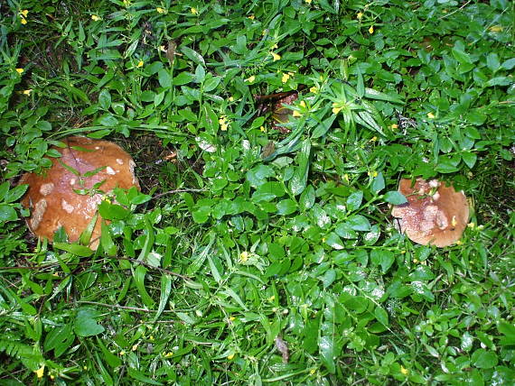 hríb smrekový Boletus edulis Bull.