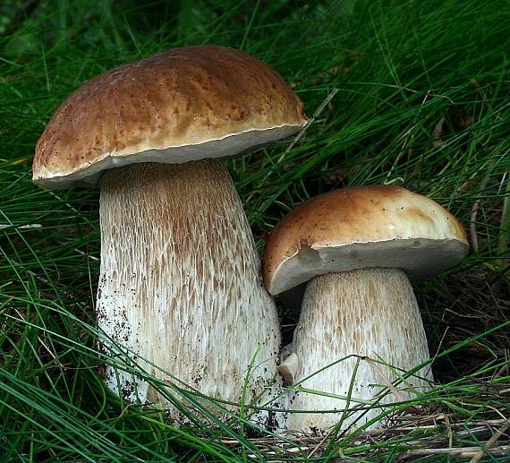 hríb smrekový Boletus edulis Bull.