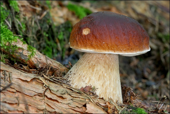 hríb smrekový Boletus edulis Bull.