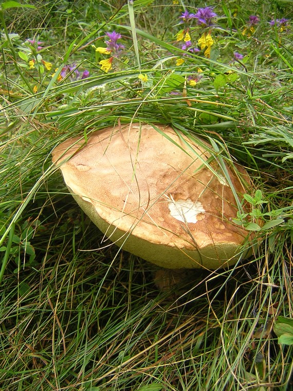 hríb smrekový Boletus edulis Bull.