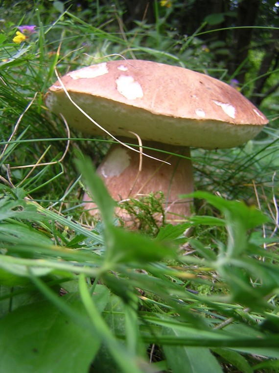 hríb smrekový Boletus edulis Bull.