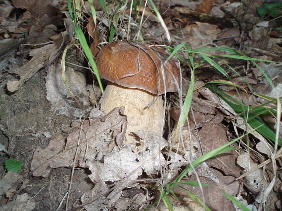 hríb smrekový Boletus edulis Bull.