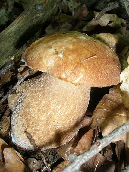 hríb dubový Boletus reticulatus Schaeff.