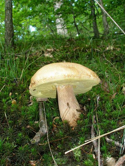 hríb dubový Boletus reticulatus Schaeff.