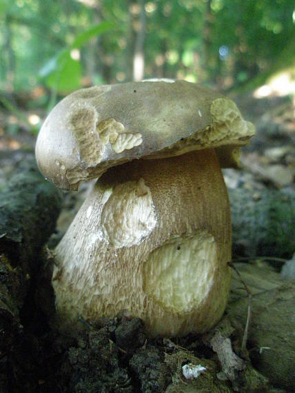 hríb dubový Boletus reticulatus Schaeff.