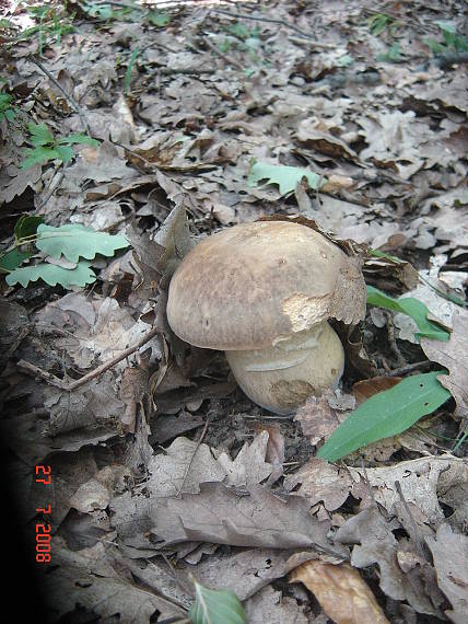 hríb dubový Boletus reticulatus Schaeff.