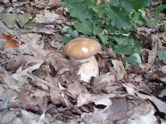 hríb dubový Boletus reticulatus Schaeff.