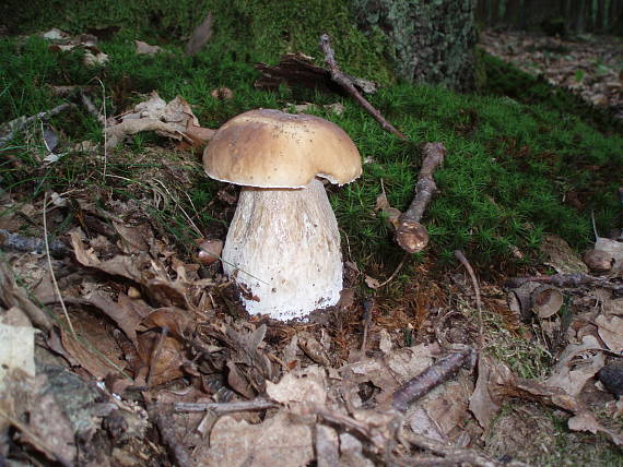 hríb dubový Boletus reticulatus Schaeff.