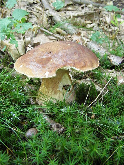 hríb Boletus sp.