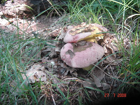 hríb kráľovský Butyriboletus regius (Krombh.) D. Arora & J.L. Frank