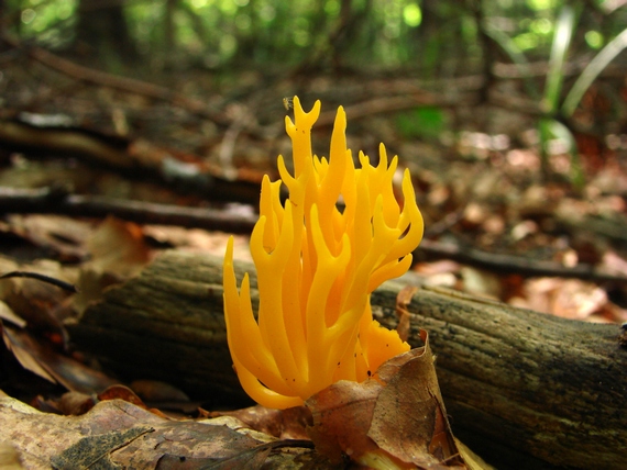 parôžkovec lepkavý Calocera viscosa (Pers.) Fr.