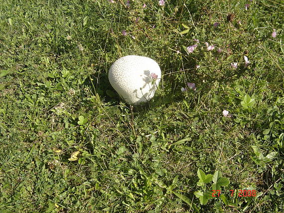 vatovec obrovský Calvatia gigantea (Batsch) Lloyd