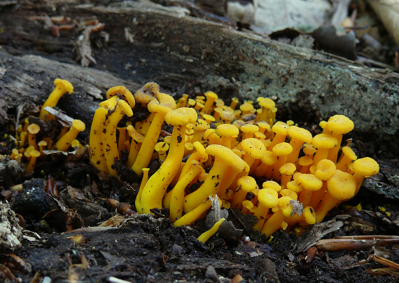 kuriatko žltohnedé Cantharellus lutescens Fr.