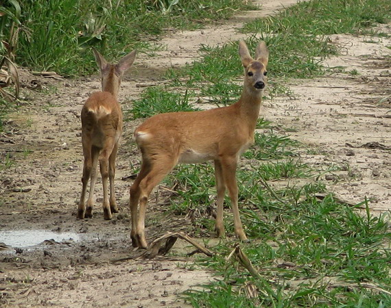 srnec lesný Capreolus capreolus