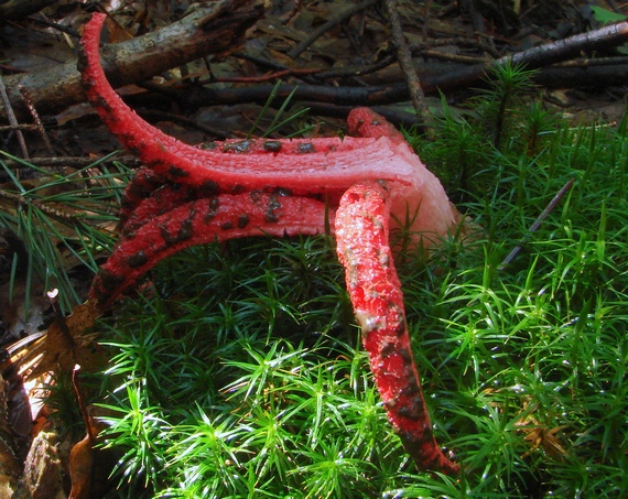 mrežovka kvetovitá Clathrus archeri (Berk.) Dring