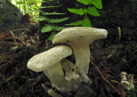 machovka obyčajná Clitopilus prunulus (Scop.) P. Kumm.