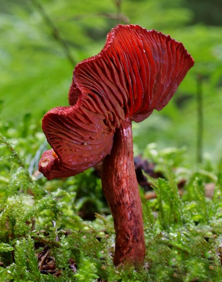 pavučinovec krvavý Cortinarius sanguineus (Wulfen) Fr.