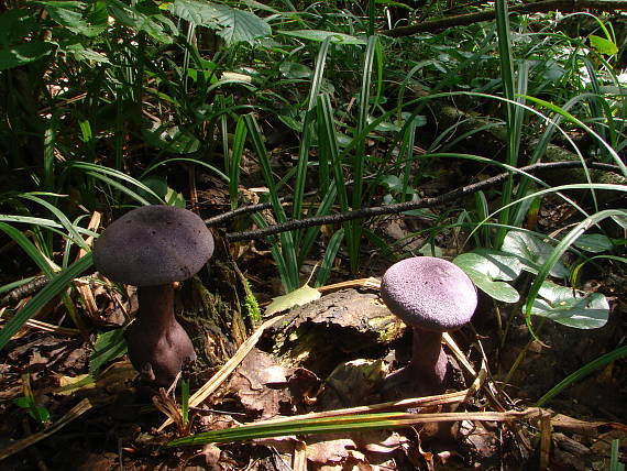 pavučinovec fialový Cortinarius violaceus (L.) Gray