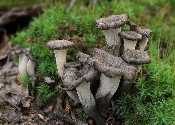 lievik trúbkovitý Craterellus cornucopioides (L.) Pers.