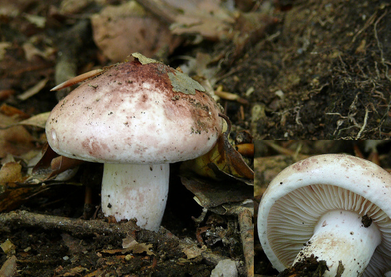 šťavnačka plávkovitá Hygrophorus russula (Schaeff.) Kauffman